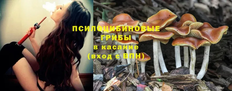 Галлюциногенные грибы Psilocybine cubensis  магазин  наркотиков  Игарка 